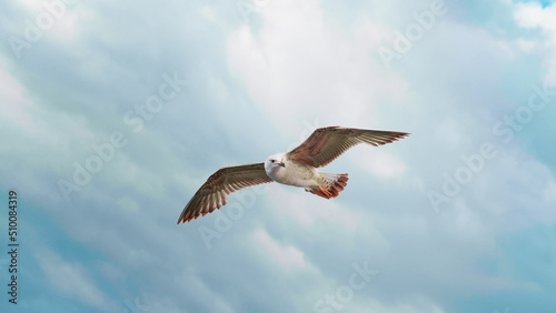 Beautiful seagull flying and floating on air currents of wind.