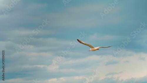 Seagull hunting for food in flight. Seabirds flying over the water sea  ocean.