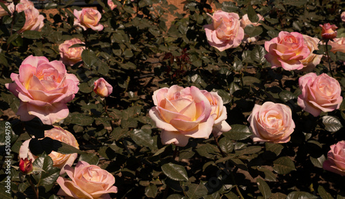 Floral. View of Rosa Elle flowerbed. Pink roses blooming in spring in the park.
