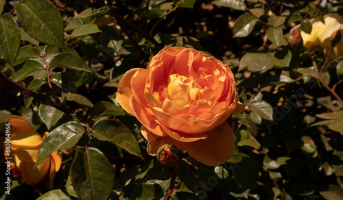 Orange rose blooming in the garden. Closeup view of Rosa Pat Austin green leaves and orange flower, blooming in the park in spring.	