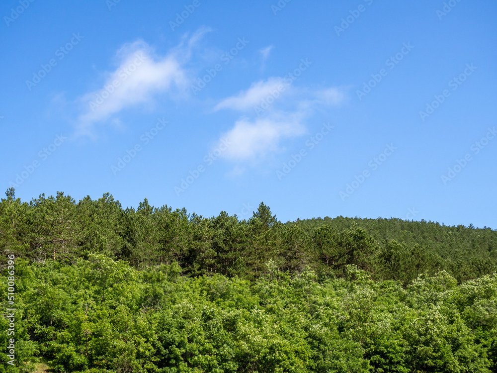 pine trees and blue sky