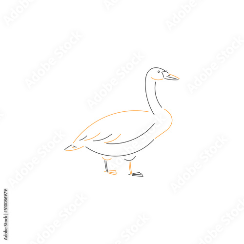  swan bird sketch vector illustration 