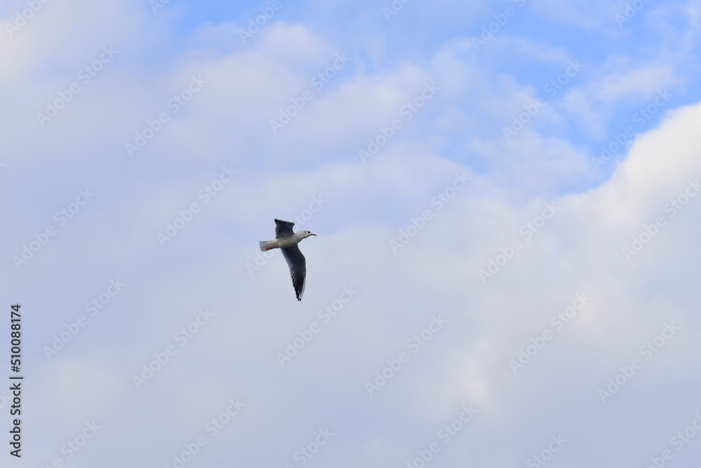 The seagull flies in the blue sky. The seagull flies in the blue sky.