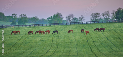 Thoroughbred Horses grazing in the bluegrass region of Kentucky early morning. photo