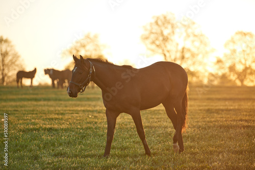 Thoroughbred Horse in the bluegrass region of Kentucky early morning. photo