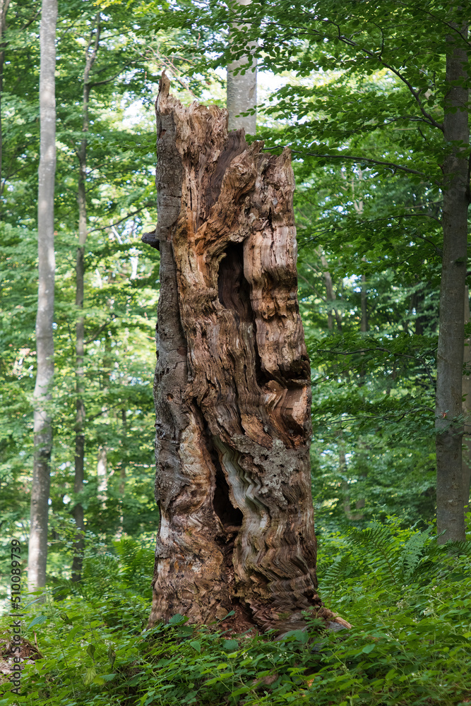 A dead tree, a rotten trunk that is a shelter for small animals. The tree  will