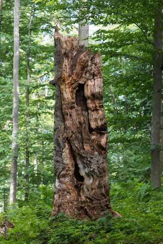 Wallpaper Mural A dead tree, a rotten trunk that is a shelter for small animals. The tree will turn into biomass and transfer energy to other plants and living organisms. Old forest in the Carpathians Torontodigital.ca