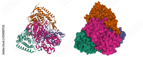 Structure of the human pyruvate dehydrogenase tetramer. 3D cartoon and Gaussian surface models, PDB 1ni4, white background. photo