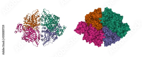 Structure of the human erythrocyte pyruvate kinase tetramer. 3D cartoon and Gaussian surface models, PDB 2vgb, white background. photo