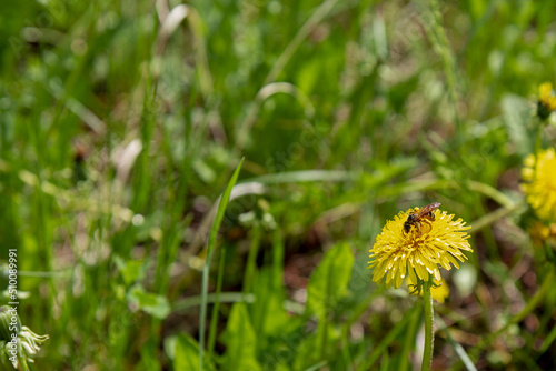 Background looks like a bee on a yellow dandelion flower against the background of green meadow grasses. © IGOR
