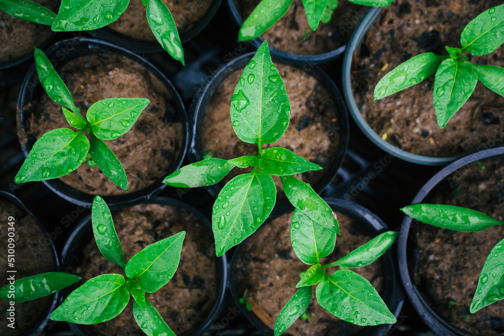 green young seedlings of bell peppers in black cups ready for planting in the ground 1 green young seedlings of bell peppers in black cups ready for planting in the ground 1