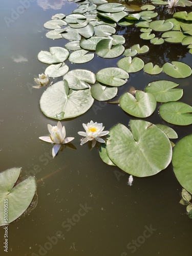 White water lilies in a pond with water lily leaves on a summer day