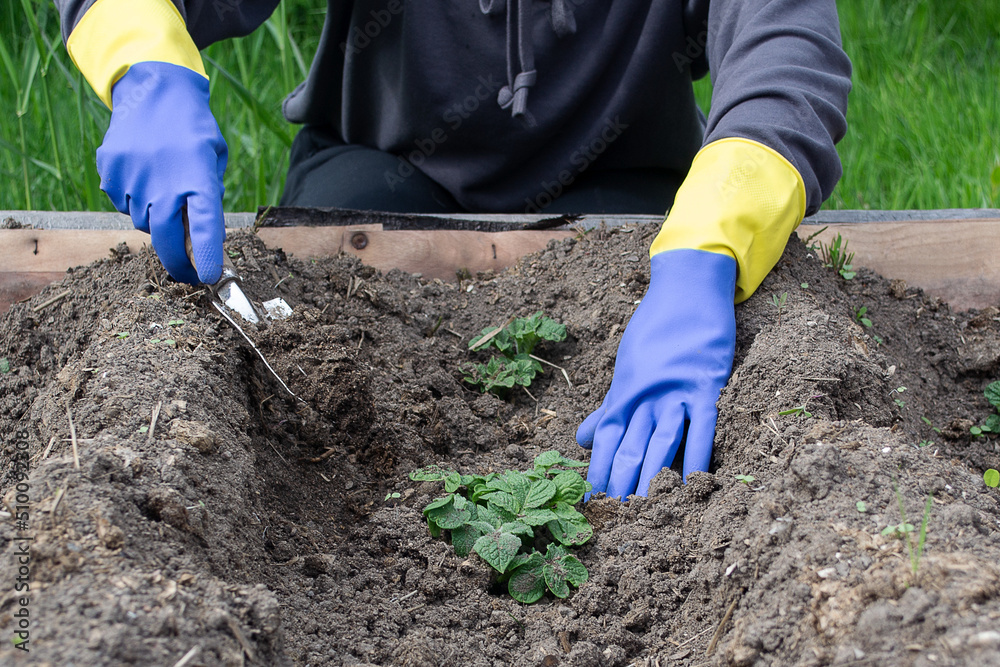 Naklejka premium A girl in blue and yellow gloves spuds potato sprouts with a spatula
