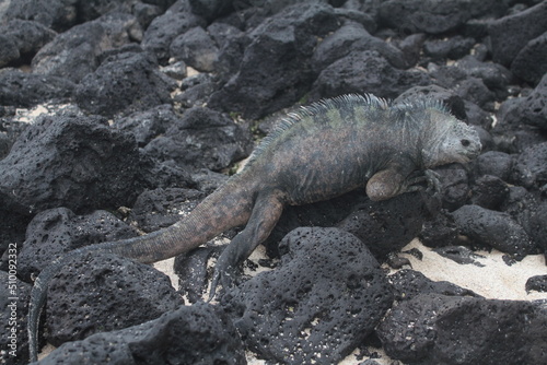 Iguana en rocas de Galápagos