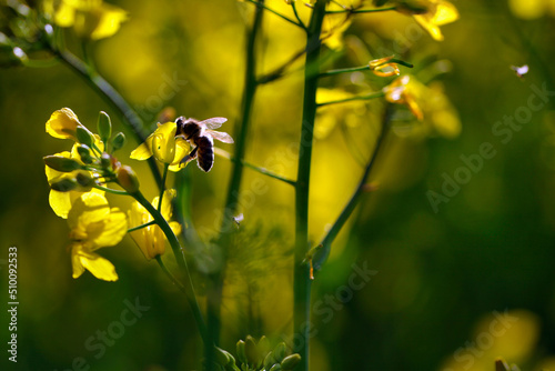 Honey bee collecting nectar on oilseed rape during sundown (Brassica napus)