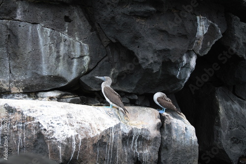 Piqueros Galápagos photo