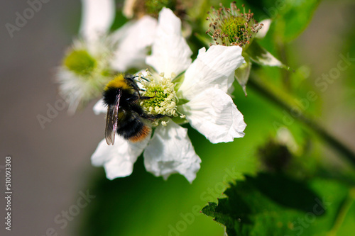 Bumble bee collecting nectar on blackberry flower (Rubus fruticosus)