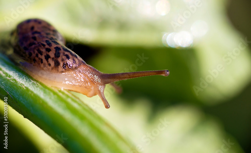 Snail without shell. Leopard slug Limax maximus, family Limacidae, crawls on green leaves. Spring, Ukraine, May