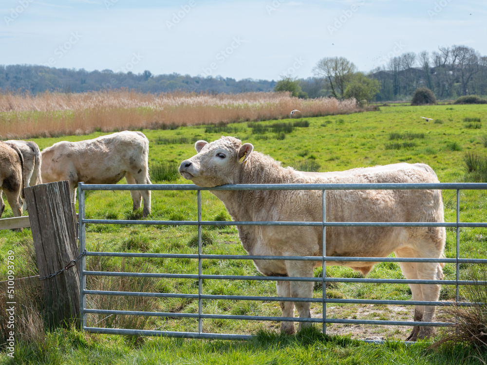 Obraz premium Cow on gate in Sussex