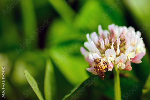 Wild bee foraging on white clover (Trifolium repens)