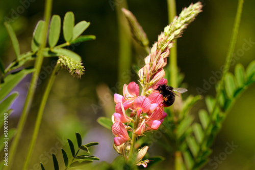 Bumble bee foraging on sainfoin (Onobrychis)