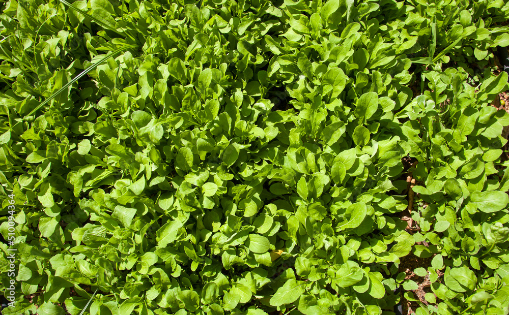 Arugula or eruca vesicaria growing in the field. Arugula cultivation. Top of view. Arugula or eruca vesicaria growing in the field. Arugula cultivation. Top of view.