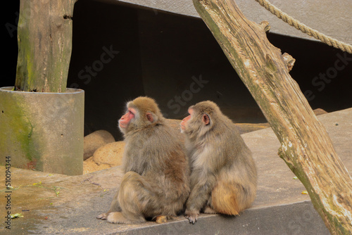 Obraz na płótnie Monkey couple in the zoo in summer