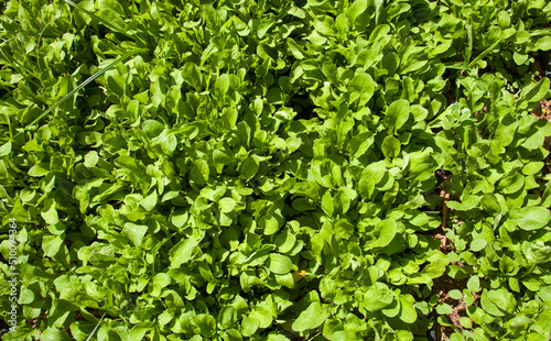 Arugula or eruca vesicaria growing in the field. Arugula cultivation. Top of view.