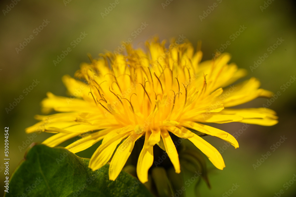 Spring flower yellow dandelion on green grass background. Spring flower yellow dandelion on green grass background.