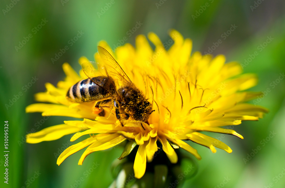 Honey bee takes nectar on spring yellow dandelion flower