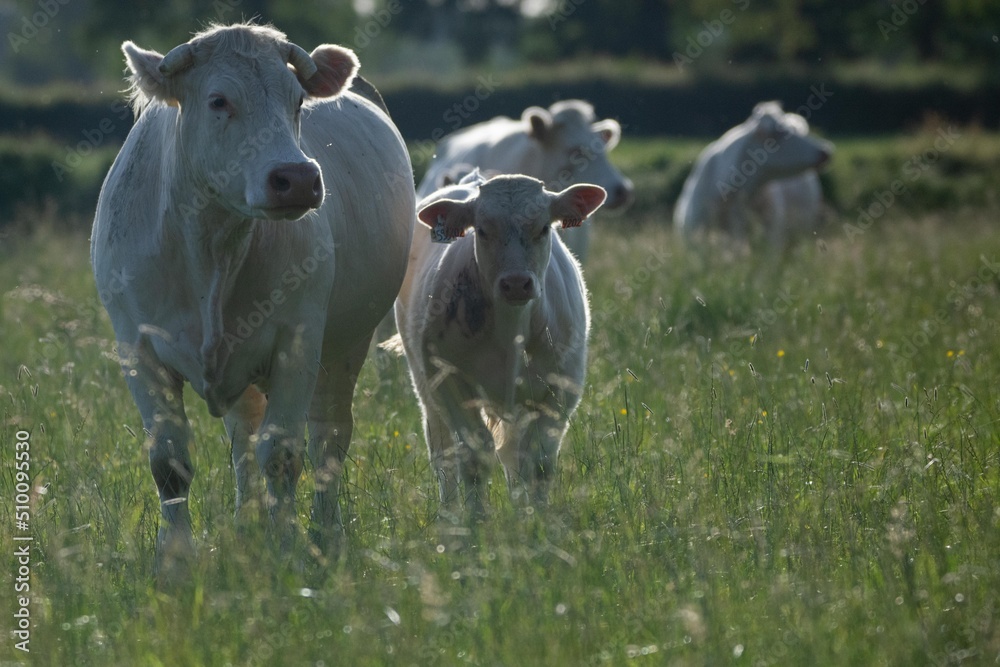 Fototapeta premium Vaches