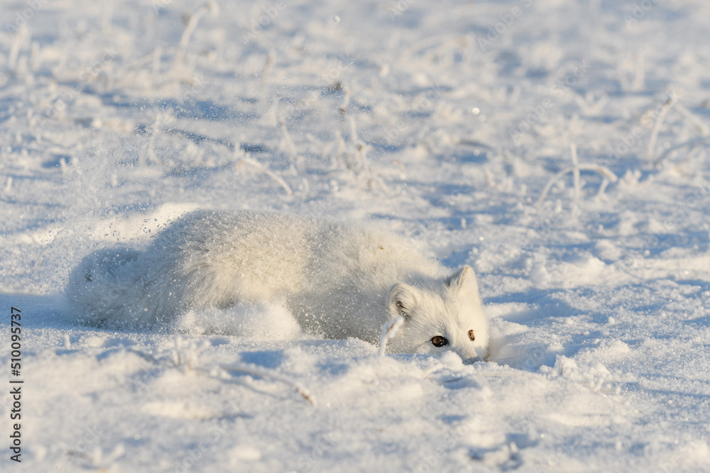Obraz premium Wild arctic fox (Vulpes Lagopus) in tundra in winter time. White arctic fox lying. Sleeping in tundra.