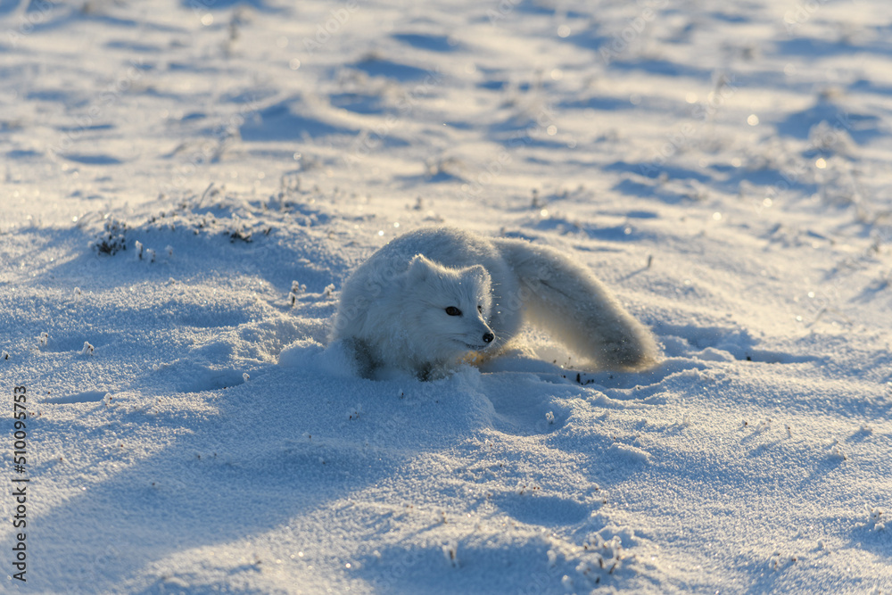 Wild arctic fox lying in tundra in winter time. Funny arctic fox playing. Wild arctic fox lying in tundra in winter time. Funny arctic fox playing.