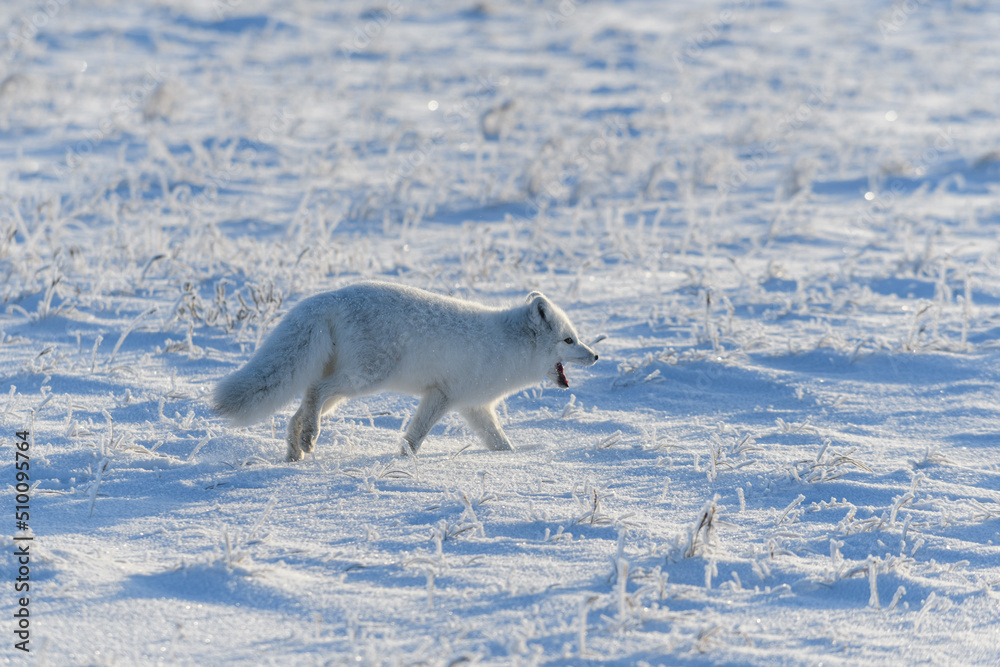 Obraz premium Wild arctic fox (Vulpes Lagopus) in tundra in winter time. White arctic fox.