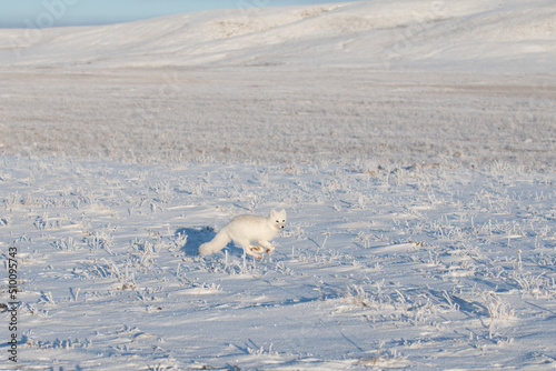 Wild arctic fox  Vulpes Lagopus  in tundra in winter time. White arctic fox.