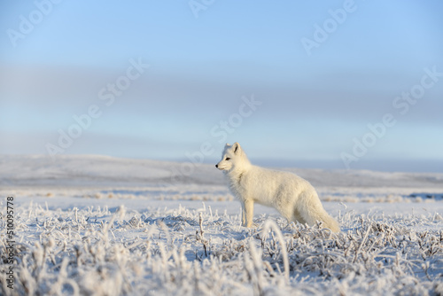 Wild arctic fox (Vulpes Lagopus) in tundra in winter time. White arctic fox.
