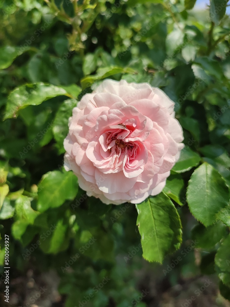 Fototapeta premium The photo shows raspberry-colored family rose bushes in the daytime. In abundance of leaves. Season spring, summer. Flowers at the peak of flowering.