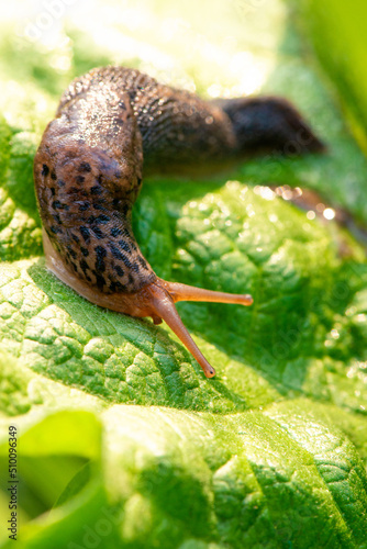 Large long slug, leopard slug Limax maximus, Limacidae family, crawling on green leaves. Spring, Ukraine, May