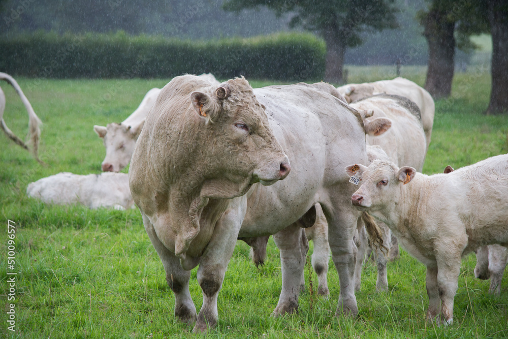 Obraz premium Vaches
