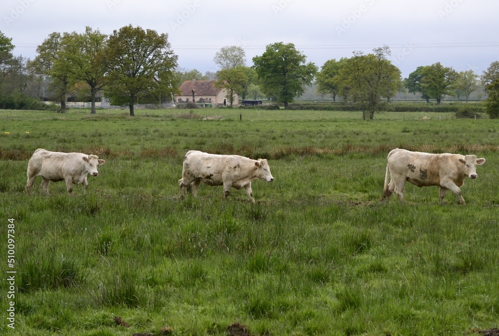 Vaches