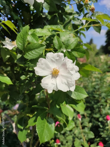 White lonely rose in a summer blooming garden
