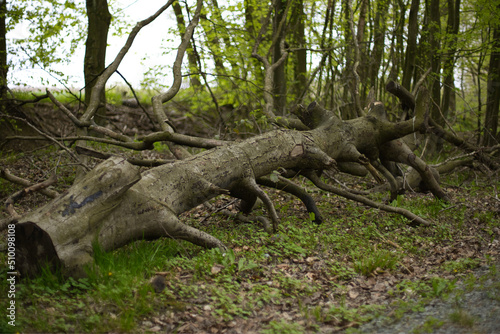 geschnittener Baumstamm im Wald