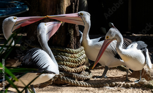 Australian Pelican (Pelecanus conspicillatus) photo