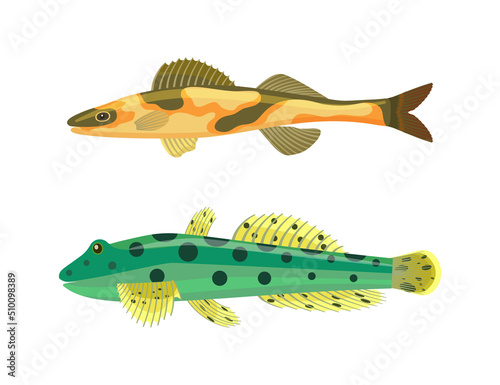 Cirrhitops fasciatus fish set with zebra dotted spots on body. Limbless vertebrate animals with dorsal fin and gills isolated on vector illustration