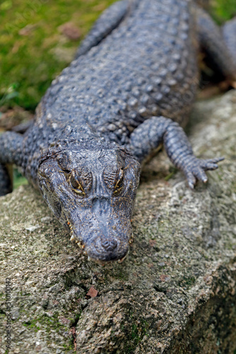 Alligator, or jacare in Portuguese, on Pantanal region. Brazil photo