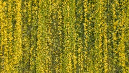 Top view of yellow blooming field of rapeseed. Raw material for ecological diesel fuel. Aerial view over the agricultural fields.