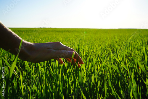 Woman checking young wheat sprouts on a field. Natural background.