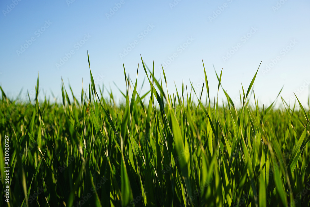 Obraz premium Close-up of wheat grass growing from the roots in the soil under the blue sky.