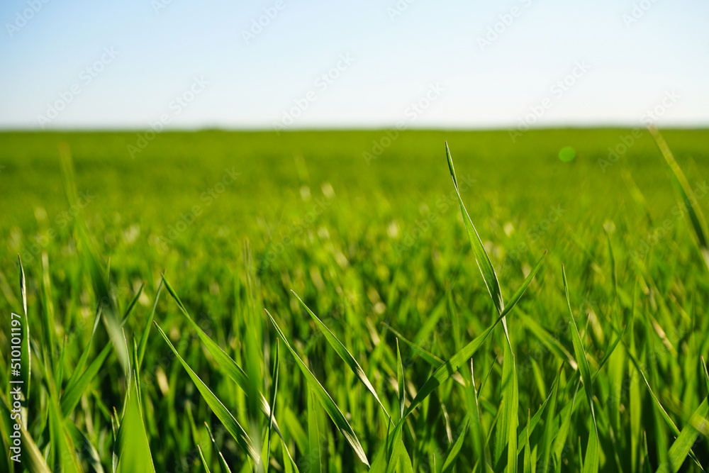 Obraz premium Agricultural field with young green wheat sprouts, bright spring landscape on a sunny day on a blue sky background.