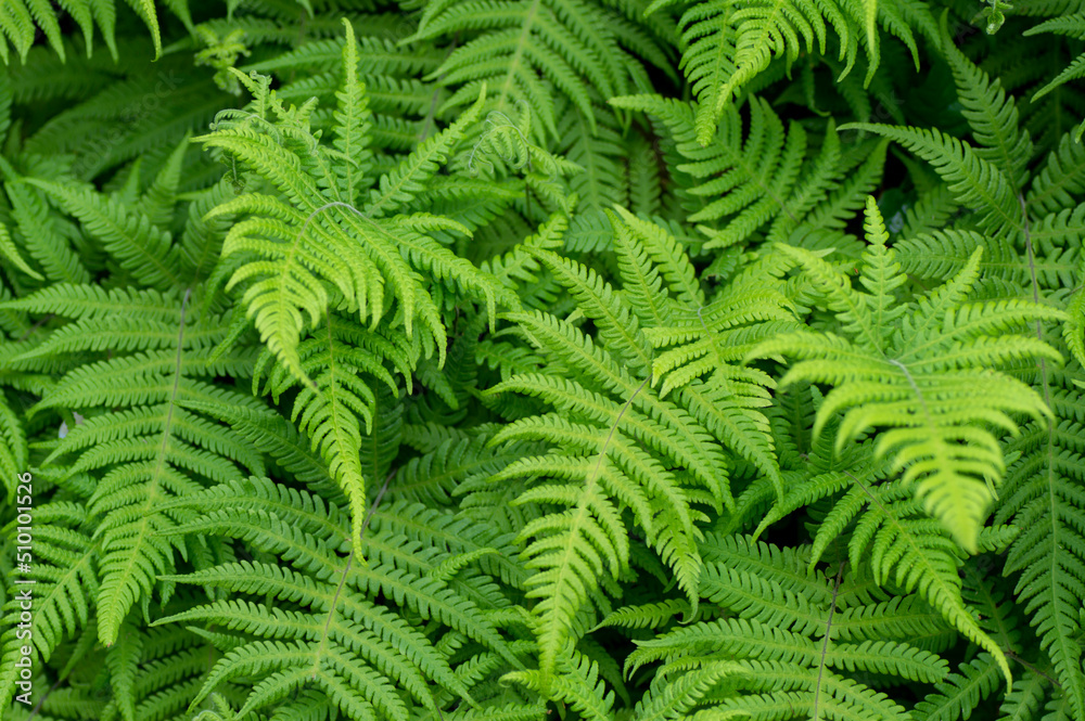 fern leaf background fern leaf background